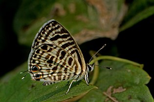 Ventral view (Female)