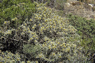<i>Cneorum pulverulentum</i> Species of flowering plant