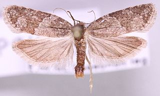 <i>Cnephasia pasiuana</i> Species of moth