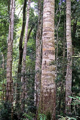 Coachwood -Nymboi-Binderay National Park.jpg