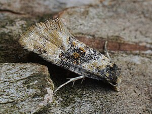 Björkhängevecklare, Cochylis nana