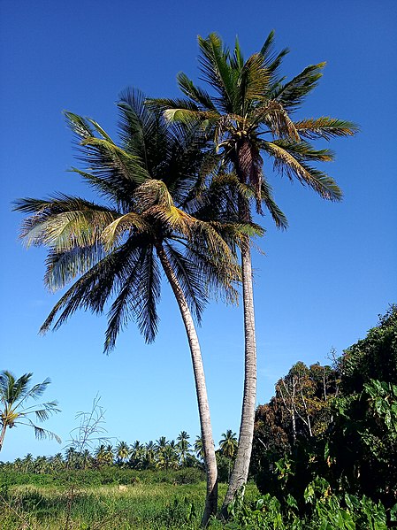 File:Coconuts trees (Arecaceae).jpg