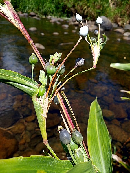 File:Coix lacrima-jobi (Poaceae) 02.jpg