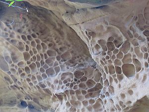 Coldwater Sandstone in Chumash Painted Cave State Historic Park, California, showing honeycomb weathering. ColdwaterHoneycombWeathering.jpg