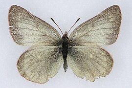 黑緣綠豆粉蝶 Colias behrii