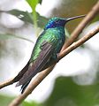Este colibrí es un pájaro muy pequeño, pero tiene un pico muy grande.
