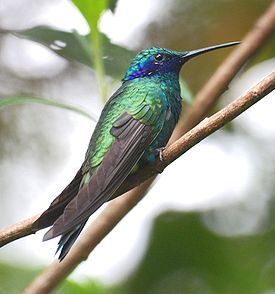 Sprankelende kolibrie (Colibri coruscans)