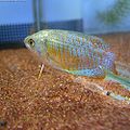 Neon Dwarf gourami