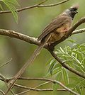 Vignette pour Tridekirafi snavolzveri (Colius striatus)