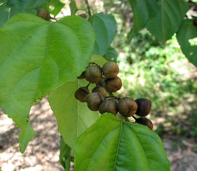 File:Colubrina asiatica fruit Kewarra 4725.jpg