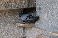 Columba livia domestica Palomas