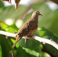 Columbina talpacoti Tortolita rojiza Ruddy Ground-Dove (8492413200).jpg