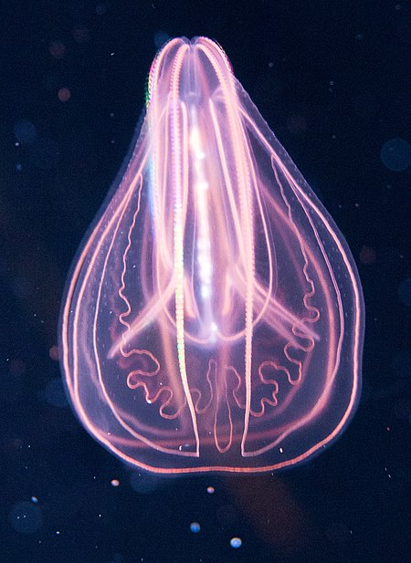 Tập_tin:Comb_jelly.jpg