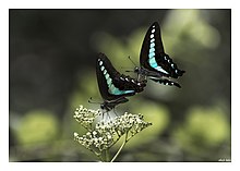 Common Blue Bottle Butterfly.jpg