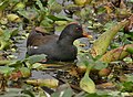 Kolkata, West Bengal, India