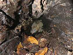 Common Tenrec (Tenrec ecaudatus) in a hollow treetrunk, Ankarafantsika National Park, Madagascar.jpg