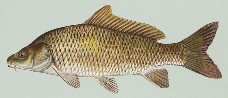 Un poisson rouge pesant 4 kg découvert dans un lac aux Etats-Unis