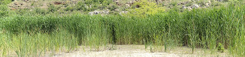 File:Common reed - Phragmites australis.jpg