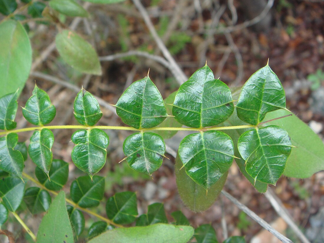 Comocladia dodonaea