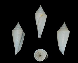 Conasprella pacei