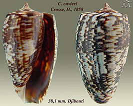 Conus cuvieri