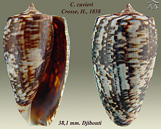 <i>Conus cuvieri</i> Species of sea snail