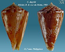 Conus dayriti 1.jpg