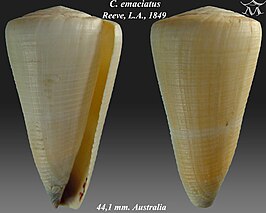 Conus emaciatus