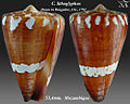 Conus litoglyphus Hwass in Bruguière, JG, 1792