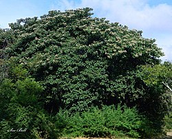 Afrikankarhepuu