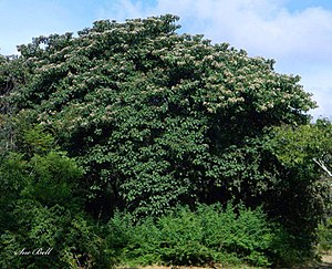 Cordia Africana: Beschreibung, Taxonomie, Verbreitung