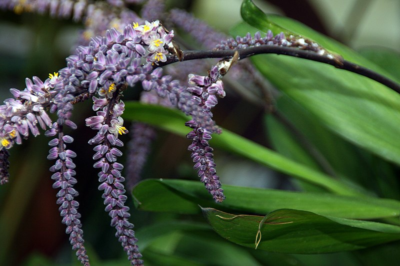 File:Cordyline fruticosa Glauca 1zz.jpg