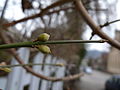 Cornus mas flower buds1.jpg