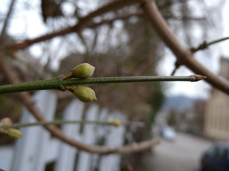 File:Cornus mas flower buds1.jpg