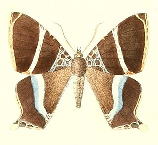 <i>Coronidia hyphasis</i> Species of moth