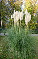 Cortaderia selloana 001.JPG