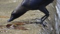 * Nomination A House crow (Corvus splendens) takes a swig of water. --GerifalteDelSabana 00:15, 31 July 2018 (UTC) * Promotion OK for me.--Agnes Monkelbaan 15:51, 31 July 2018 (UTC)