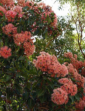 Descrição da imagem Corymbia ficifolia 2.jpg.