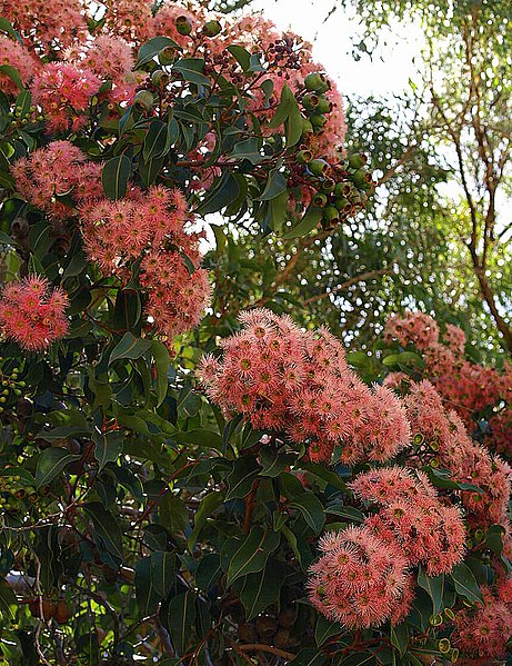 File:Corymbia ficifolia 2.jpg