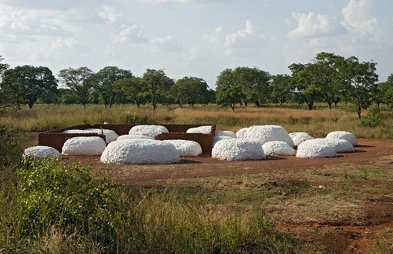 File:Cotton modules in Noumoudara.jpg