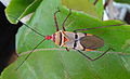 Dysdercus decussatus, Mozambique