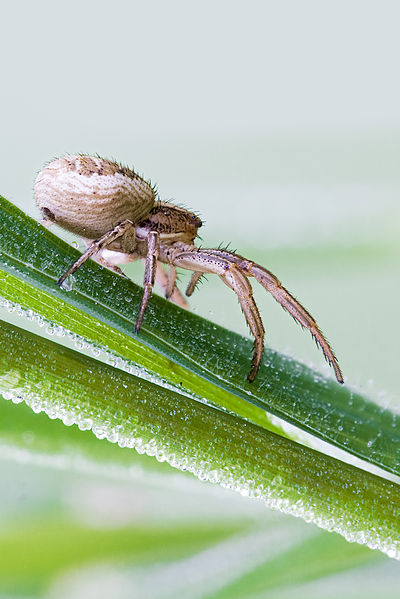 File:Crab spider'Xysticus sp.jpg