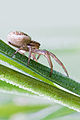 Crab spider'Xysticus sp.jpg