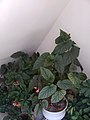 Cracklin Rosie begonia 03.jpg