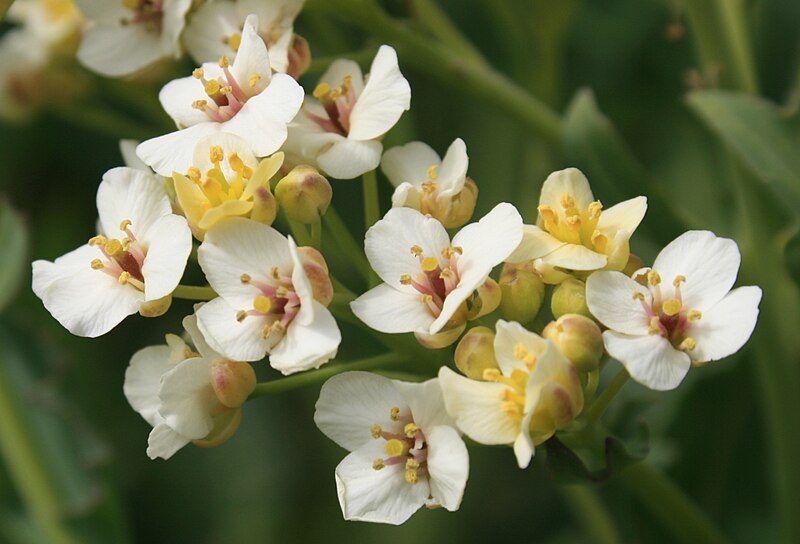 File:Crambe-maritima-flowers.jpg