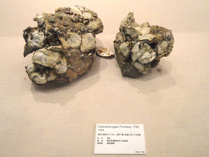 File:Crassostrea gigas - Kyoto University Museum - DSC06406.JPG