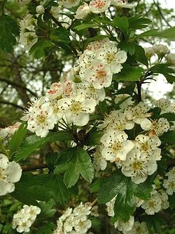 Crataegus xmacrocarpa