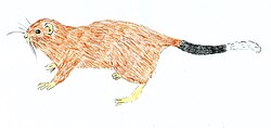 Crateromys australis drawing.jpg