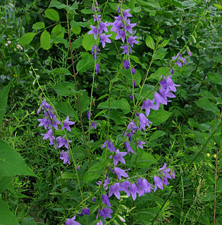 <i>Campanula rapunculoides</i> species of plant