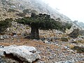 File:Crete P1050800.JPG